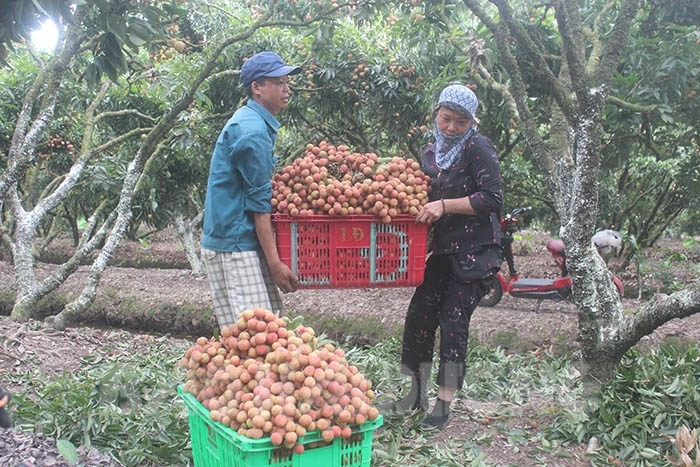 Huyện Thanh Hà đã thu hoạch hơn 10.000 tấn vải thiều chính vụ
